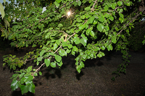 Detail of white mulberry branches at dusk
