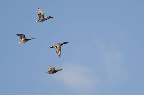 istock Four Green-Winged Teals Flying in a Cloudy Sky 167416261
