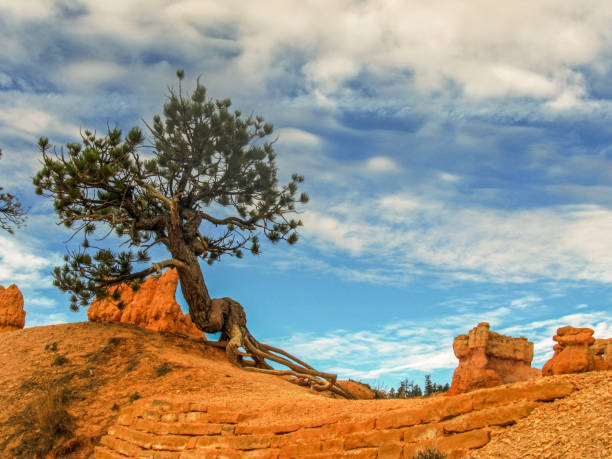 A young Limber Pine, Pinus Flexilis, sapling Limber pines are pine trees that grow in the mountains of the Western United States, Mexico, and Canada and is known for their  have flexible branches, which is flexible enough to knot. They can live for over 2,000 years bryce canyon national park stock pictures, royalty-free photos & images