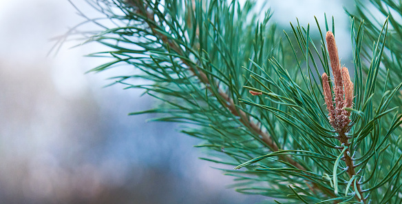 Green pine branch. Close-up. Nature