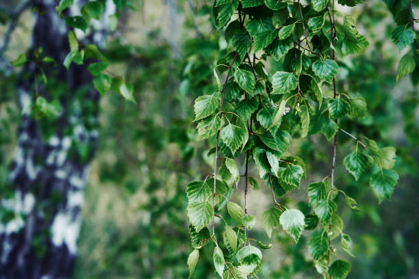 istock Floral spring background. Birch branch on green bokeh background.  Close-up. Nature. 1674184355