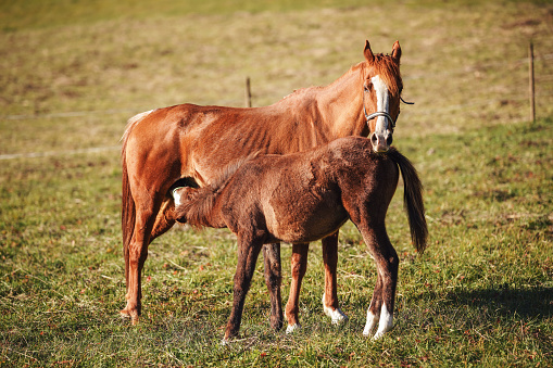Newborn filly eating from it's mom in it's new pen