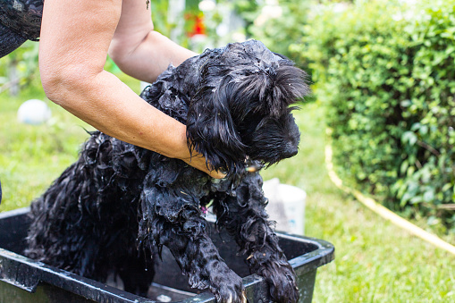 Black dog outside in Yard Taking Bath Covered in Soapy Bubbles on green grass