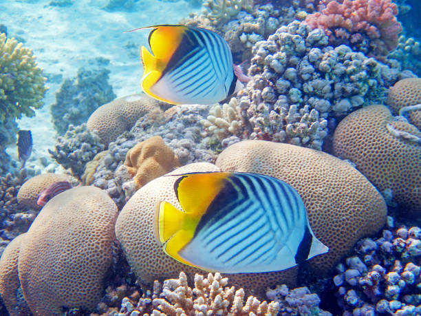 istock The threadfin butterflyfish - (Chaetodon auriga) in the Red Sea 1674188616