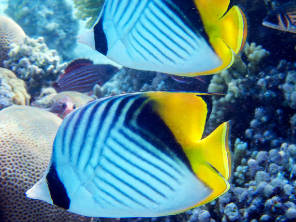 istock The threadfin butterflyfish - (Chaetodon auriga) in the Red Sea 1674188620