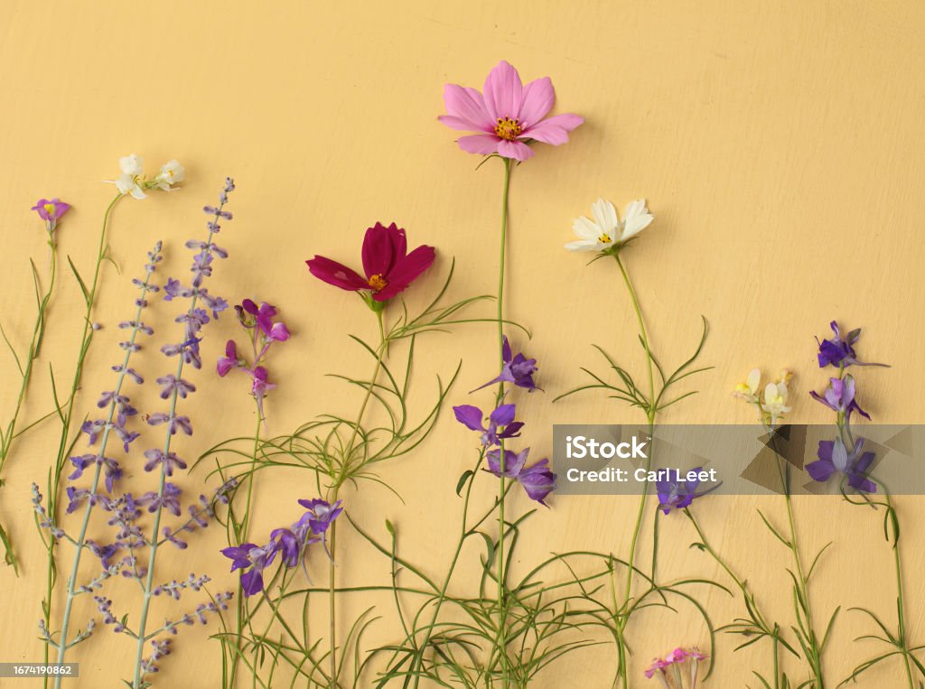Wildflowers Planted in the Spring Several types if Wildflowers against a medium yellos Beauty Stock Photo