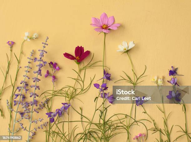 Wildflowers Planted In The Spring Stock Photo - Download Image Now - Beauty, Color Image, Flower