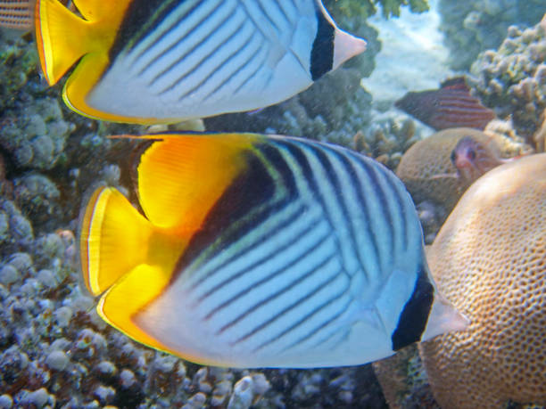 istock The threadfin butterflyfish - (Chaetodon auriga) in the Red Sea 1674190949