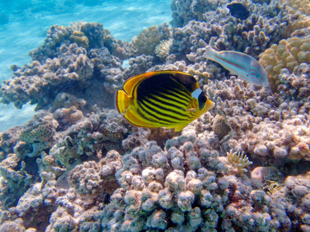 istock Red Sea raccoon butterflyfish - (Chaetodon fasciatus) 1674191396