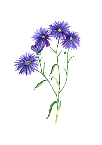 Watercolor Botanical Art - Blue Aster