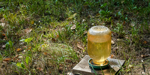 Bee watering station. Glass bee's drinker. Copy space.