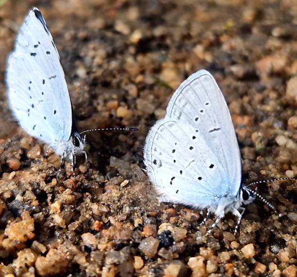 istock Small light blue butterflies following each other 1674198201