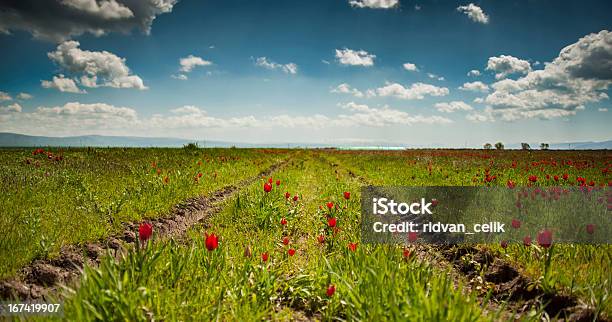 Foto de Oprimidos De Flores e mais fotos de stock de Agricultura - Agricultura, Ajardinado, Arranjo de Flores