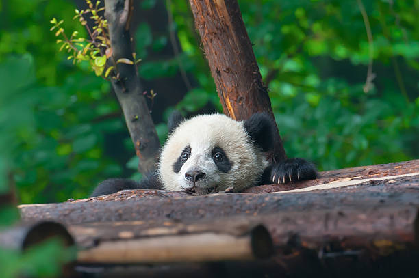 junge panda bear im wald - chengdu stock-fotos und bilder