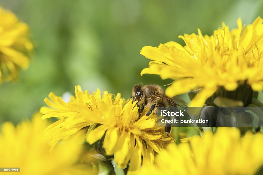 꿀벌 수집 넥타 - 로열티 프리 개념 스톡 사진
