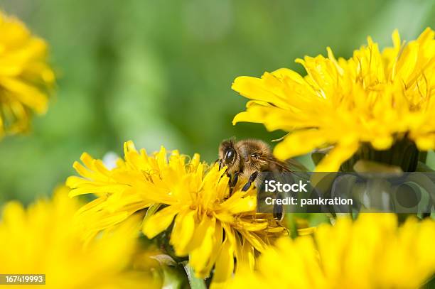 꿀벌 수집 넥타 개념에 대한 스톡 사진 및 기타 이미지 - 개념, 곤충, 꽃-식물