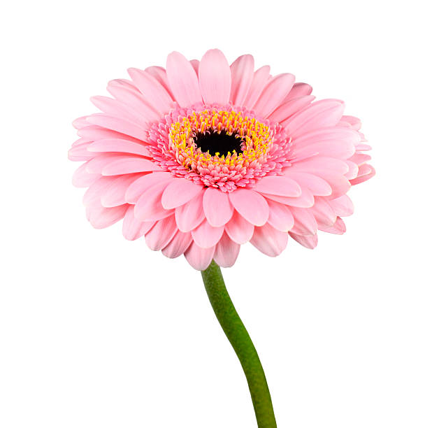rosa gerbera blume mit grüne stängel isoliert - gerbera daisy stem flower head pink stock-fotos und bilder
