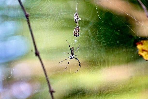 istock a spider sitting on its back and its web hanging from the side 1674211939