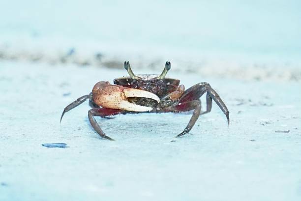 foto em close-up de um pequeno caranguejo marrom caminhando ao longo da praia com o imaculado e cristalino - sandy brown day the americas north america - fotografias e filmes do acervo