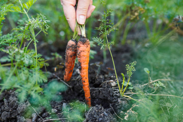 istock Harvesting fresh carrot from vegetable garden. 1674213585