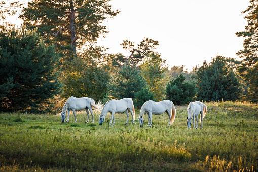 Herd of white horses on pasture in forest. Mare grazing grass outdoors