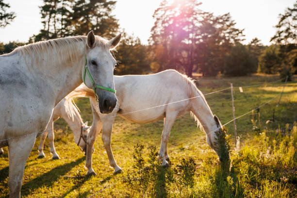 istock Herd of white horses on pasture in forest during siunset 1674214725