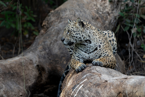 Jaguar (Panthera onca) resting in a tree in the wetlands of the Northern Pantanal in Mata Grosso in Brazil