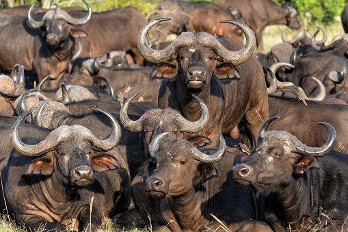 Buffalo herd resting in Manyeleti Game Reserve in the Greater Kruger Region in South Africa