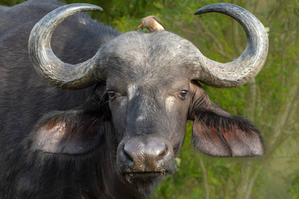 istock Red-billed oxpecker sitting on a african buffalo 1674218003