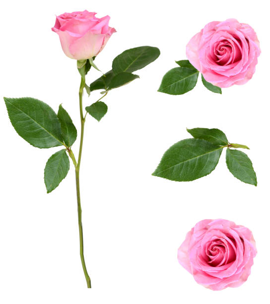 istock Pink rose flower 1674220725