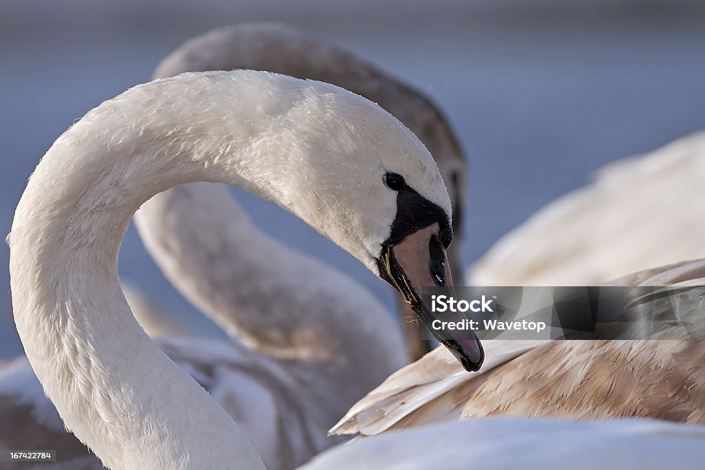 Swan Ritratto - Foto stock royalty-free di Ambientazione esterna