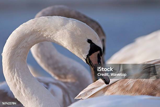 Swan Ritratto - Fotografie stock e altre immagini di Ambientazione esterna - Ambientazione esterna, Animale, Animale selvatico