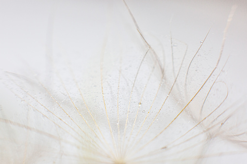 Extreme macro shot of dandelion seed and raindrops over white background.
