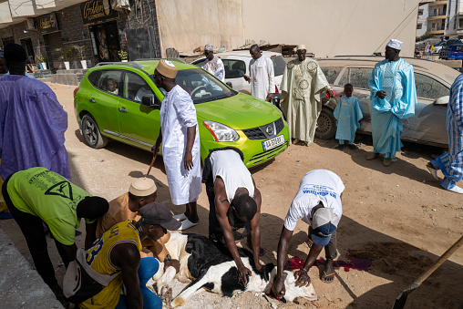 a sheep slaughtered in front of the neighborhood mosque in Dakar on the day of the sacrifice festival in Senegal