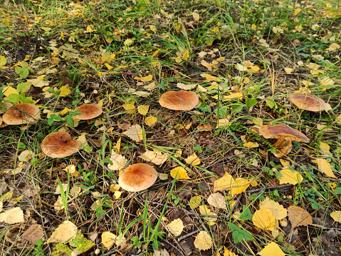 mushroom, forest, nature, food, autumn