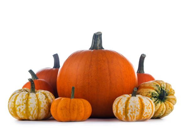 istock Harvested pumpkins on white 1674244454