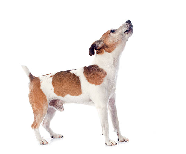 barking jack russel terrier portrait of a barking jack russel terrier in studio barking animal sound stock pictures, royalty-free photos & images