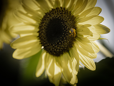 Bee on flower, laden with pollen