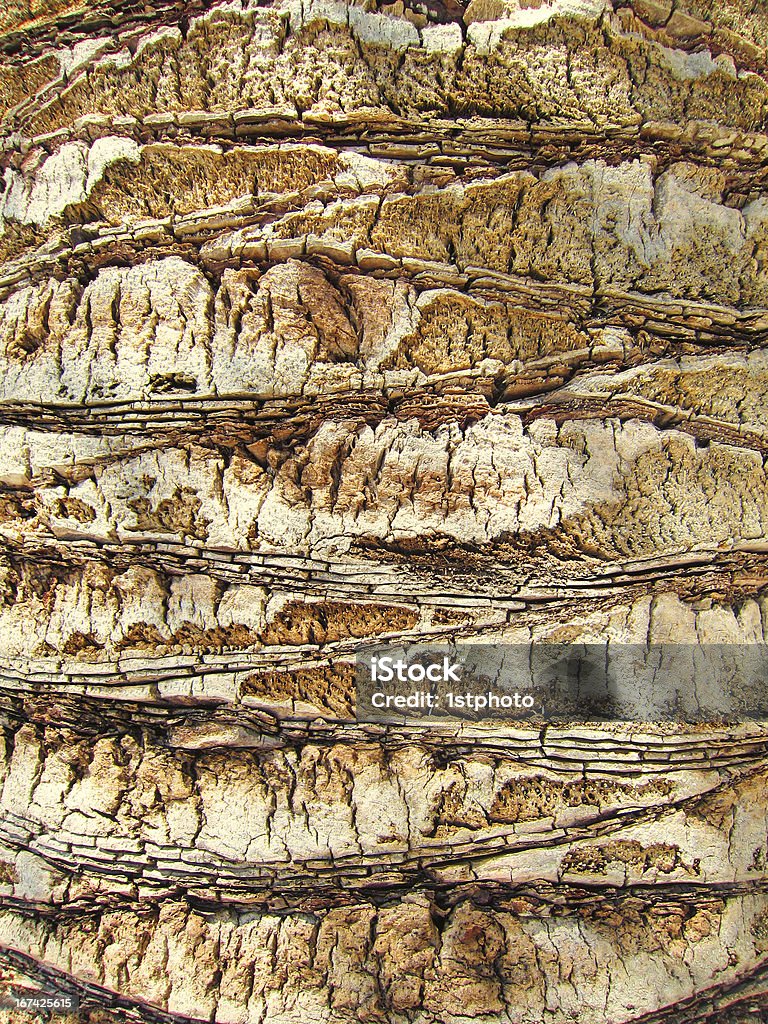 palm stem bark background palm stem bark background (5) Abstract Stock Photo
