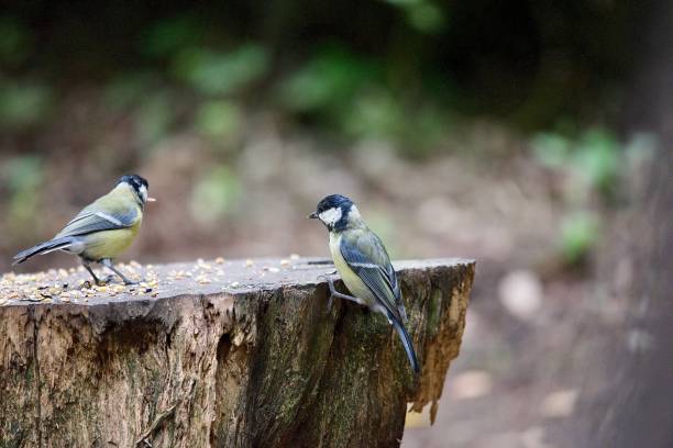 istock Greattit birds in woodland on a tree stump 1674264493