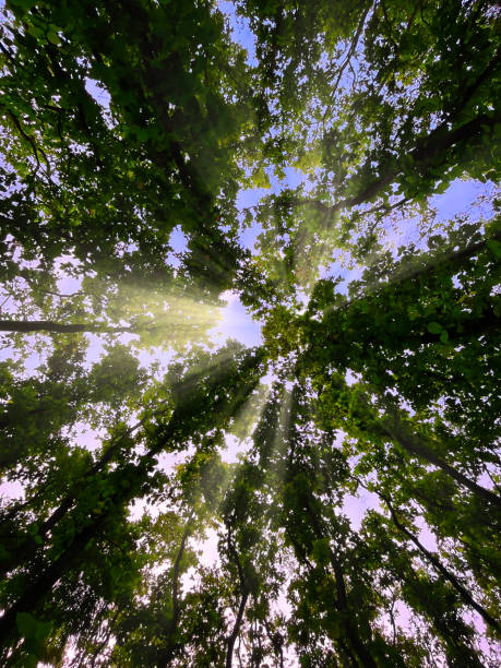istock Beautiful green tree and sunlight flare under the tree. Up View The sun light passed through the big trees. Big light flare in the middle. 1674265013