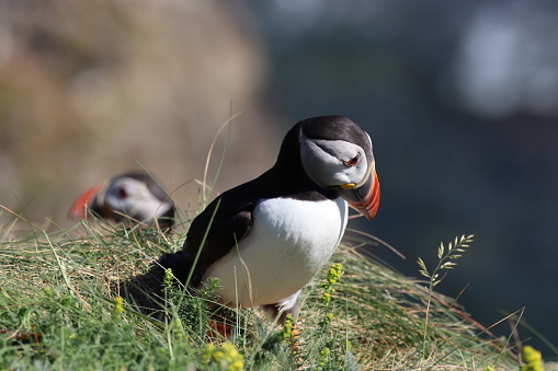 Puffins on cliff tops