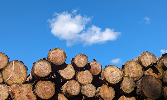 Log pile, blue sky and cloud