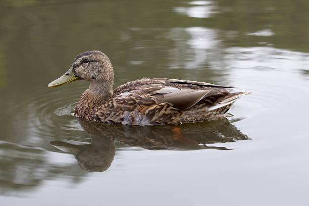istock Mallard female duck swimming on water 1674268312