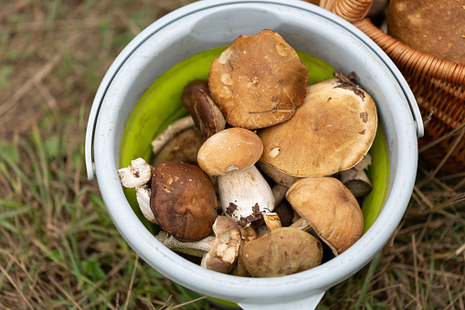 Edible forest mushrooms in a bucket
