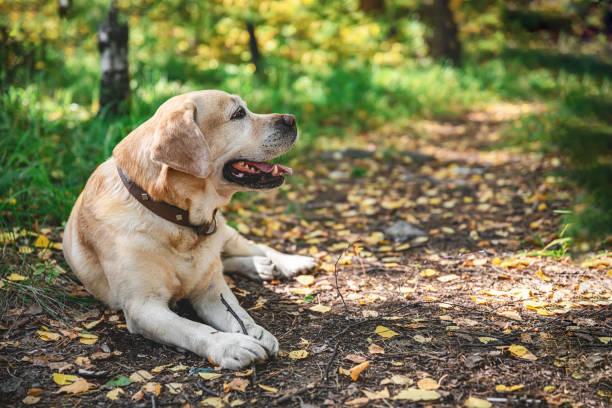 istock Beautiful fawn Labrador lying in the woods 1674270577