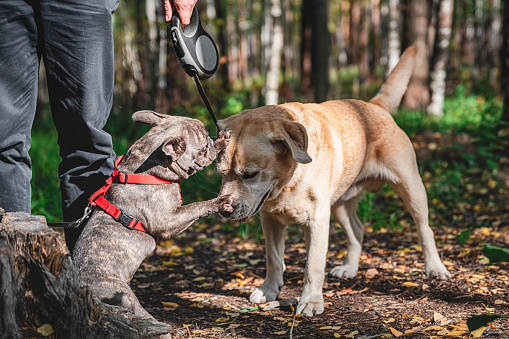 Side view at Two cute dogs, adorable labrador and french bulldog, getting to know and greeting each other by sniffing in forest