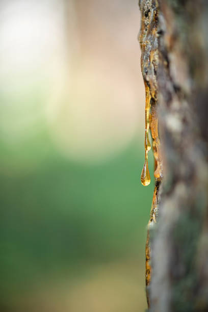 istock natural background. A beautiful drop of resin on a pine tree 1674273336