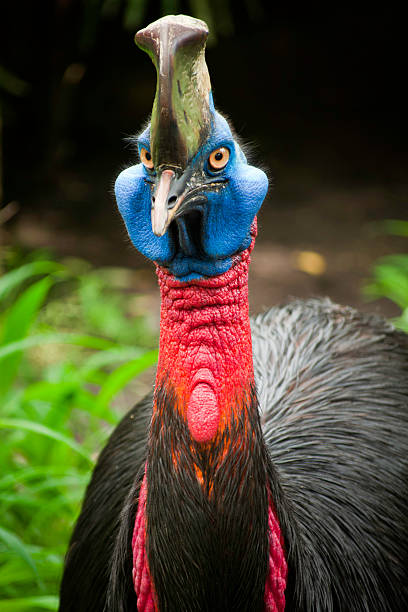 arrabbiato casuarius - beak bird blue cassowary foto e immagini stock