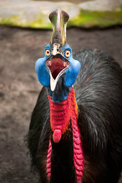 zła casuarius - beak bird blue cassowary zdjęcia i obrazy z banku zdjęć